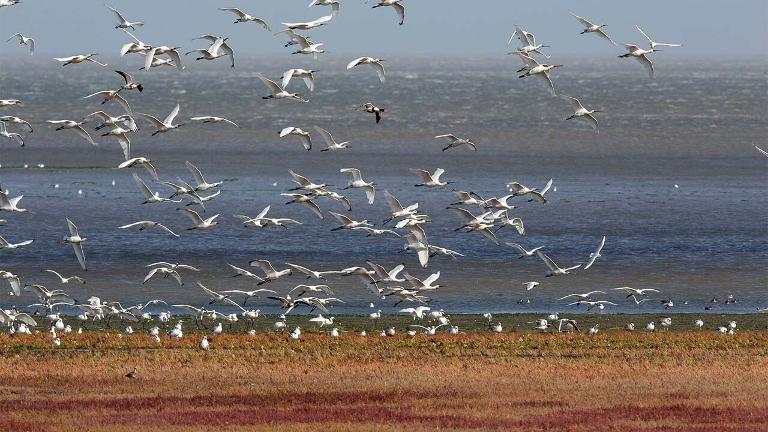 Lente op de Waddenzee, vogels kijken bij Balgzand