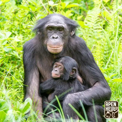 Apenheul Academy – Dr. Jonas Torfs over bonobo’s