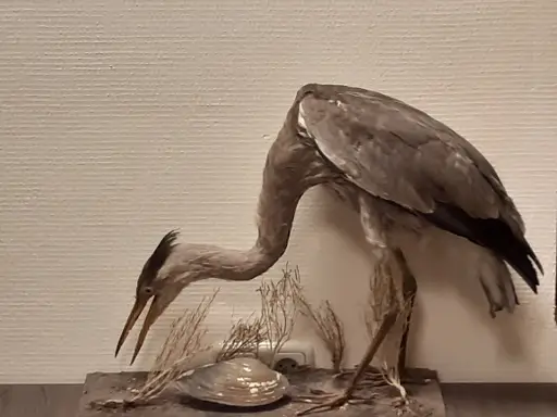 Vogeltentoonstelling – ‘Luchtacrobaten en toonkunstenaars’