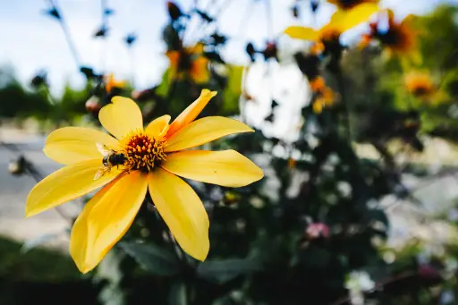 Bloemen uit Apeldoorn – Expositie Adrien Jancsek