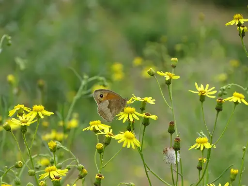 Biodiversiteitsparade