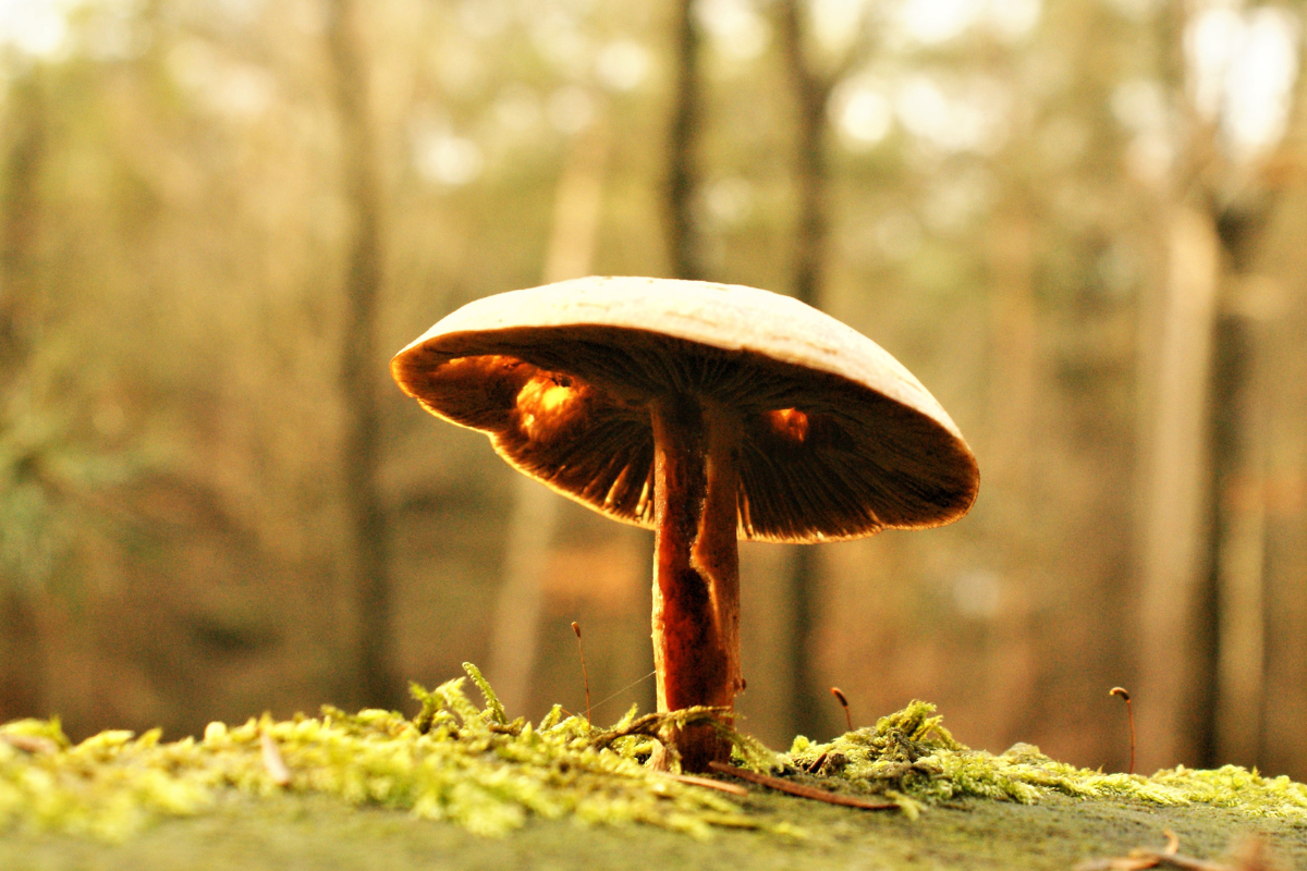 Herfstwandeling Egmond aan Zee