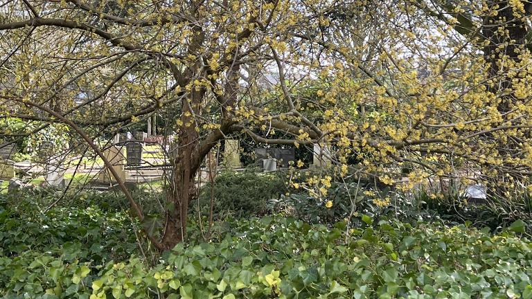 Rondleiding ‘Thema Bomen’