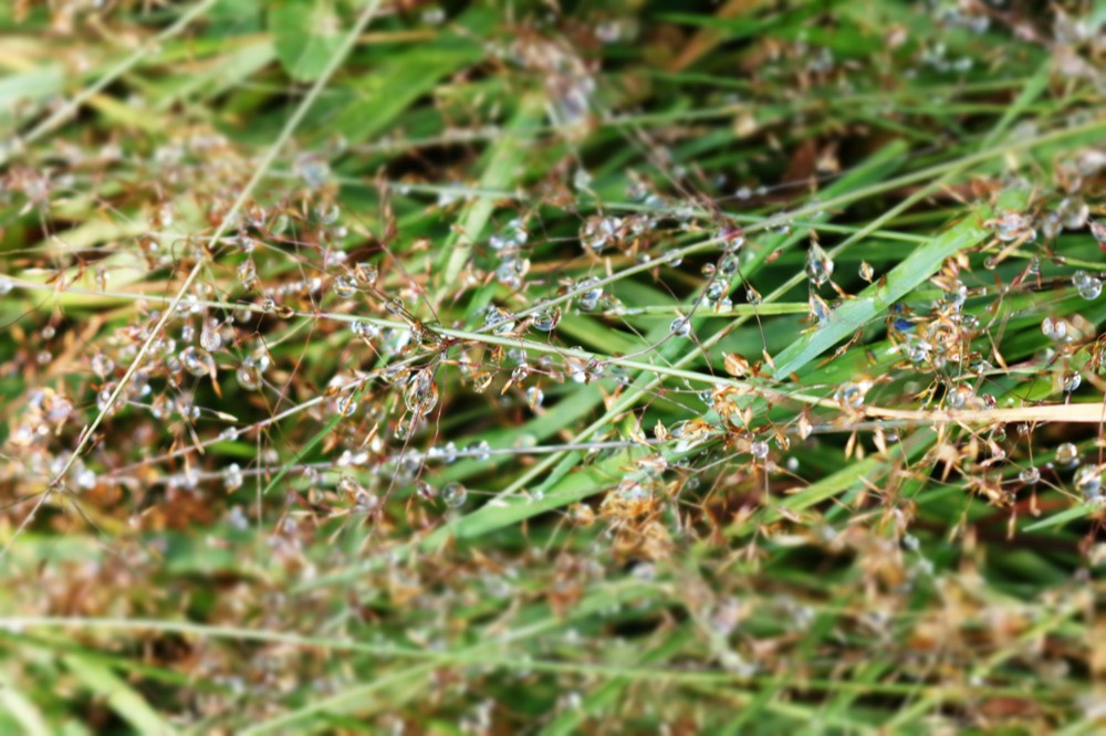 Gras