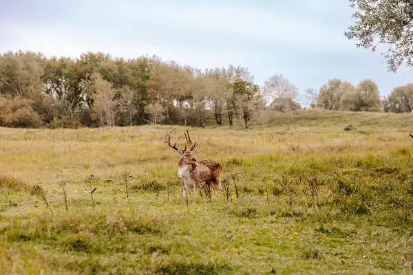 Amsterdamse Waterleidingduinen