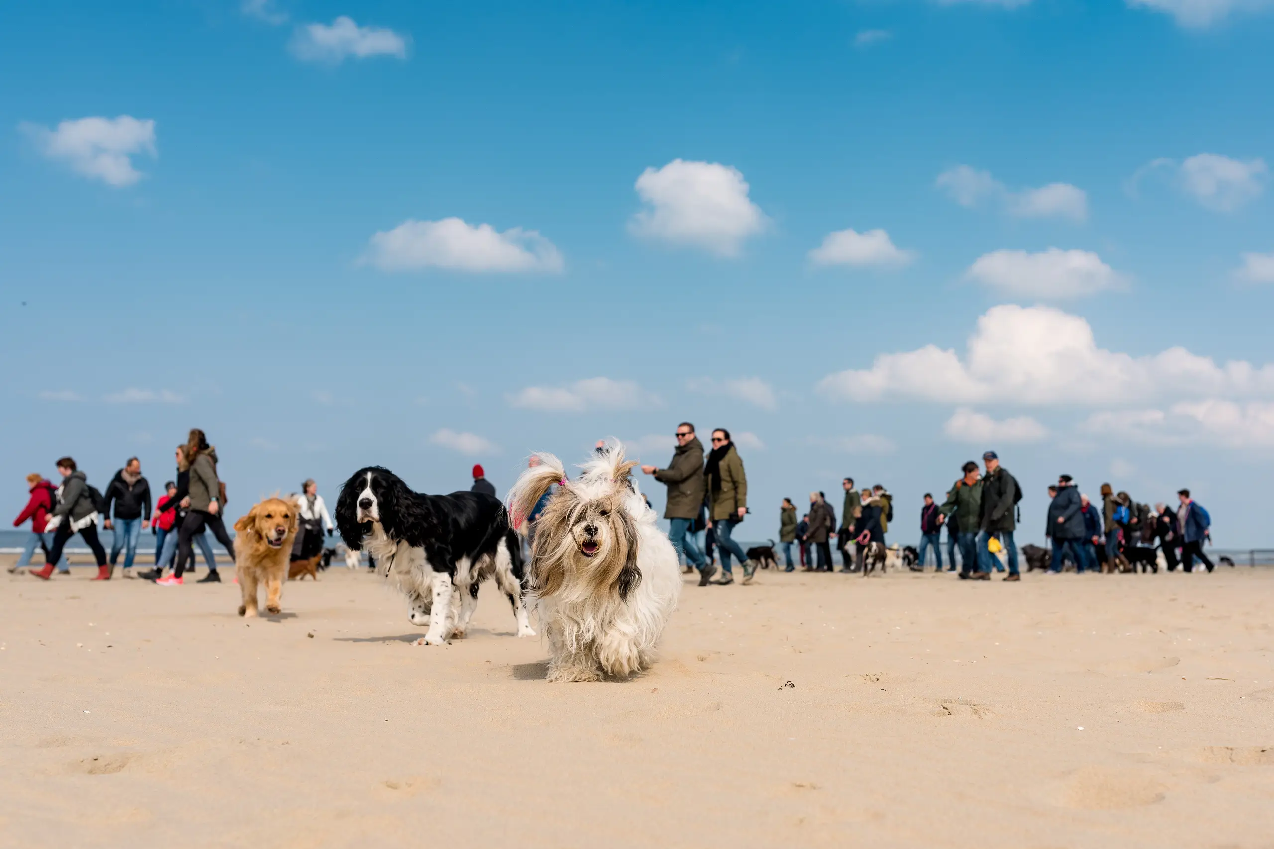 honden op het strand