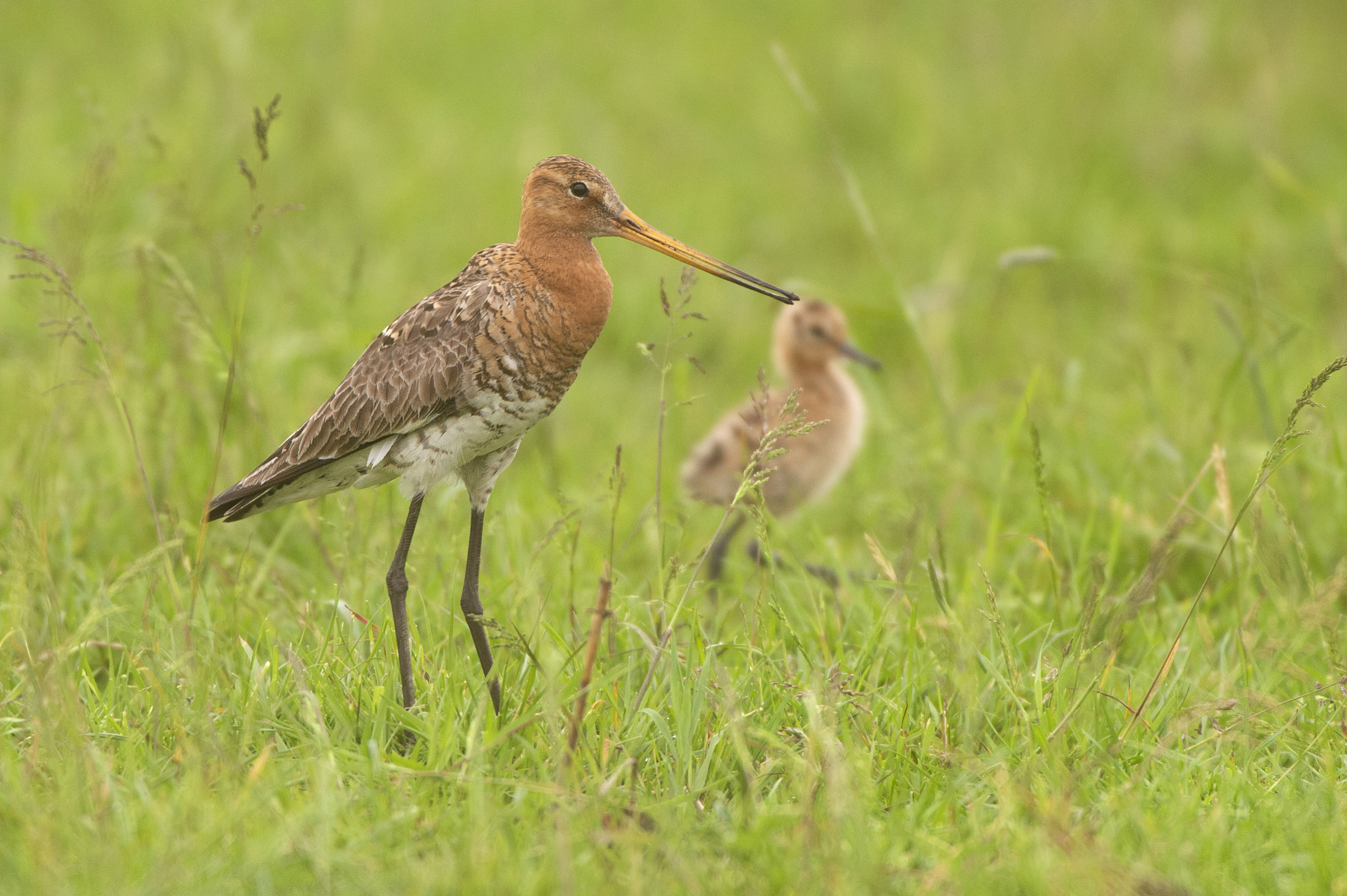 Op pad door de Hempolder