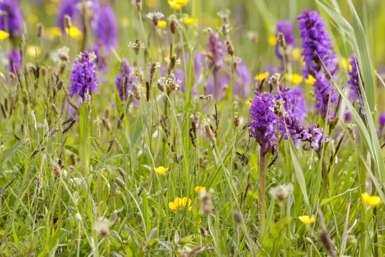 Ontdek wilde bloemen in het Zwanenwater