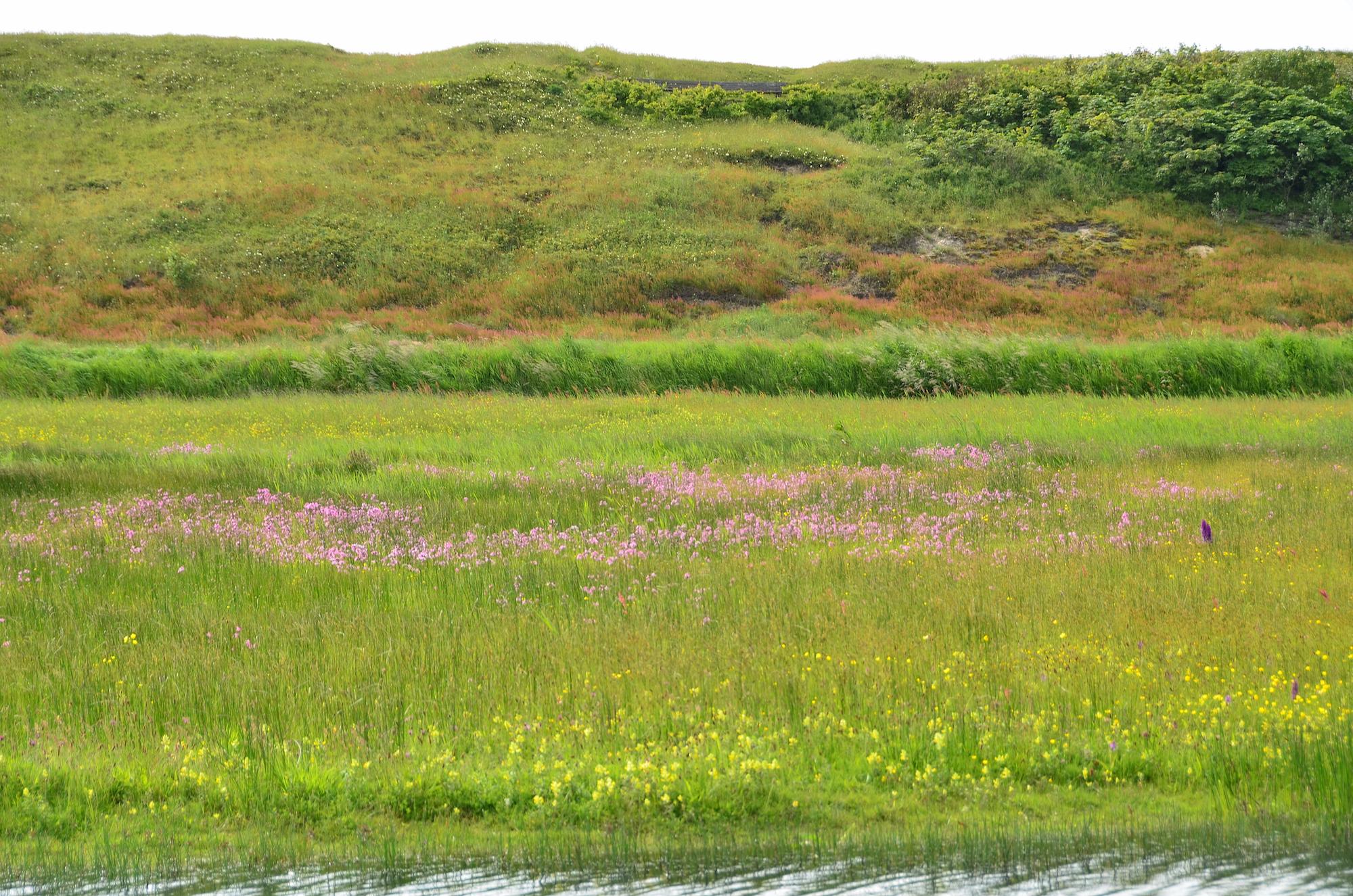Orchideeën en vlinders zoeken in Mariëndal