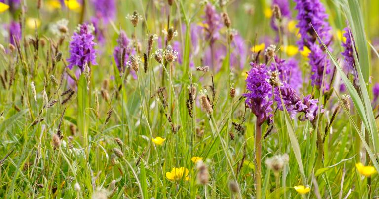 Ontdek de vele wilde bloemen en orchideeën van het Zwanenwater