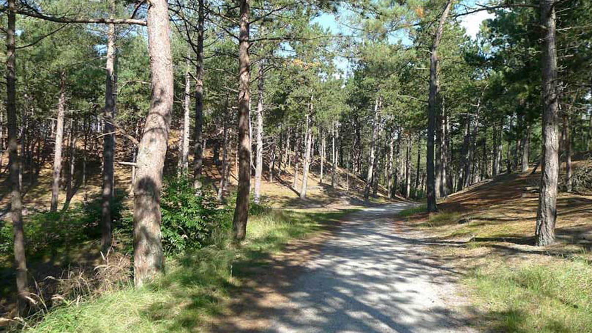Bomenfietstocht Schoorlse Duinen