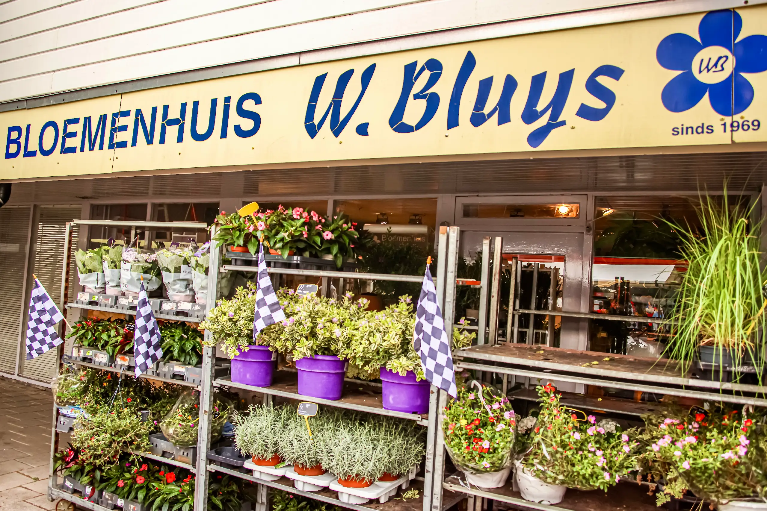 Bluijs
