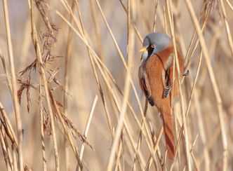 Moerasvogels spotten in Geestmerambacht