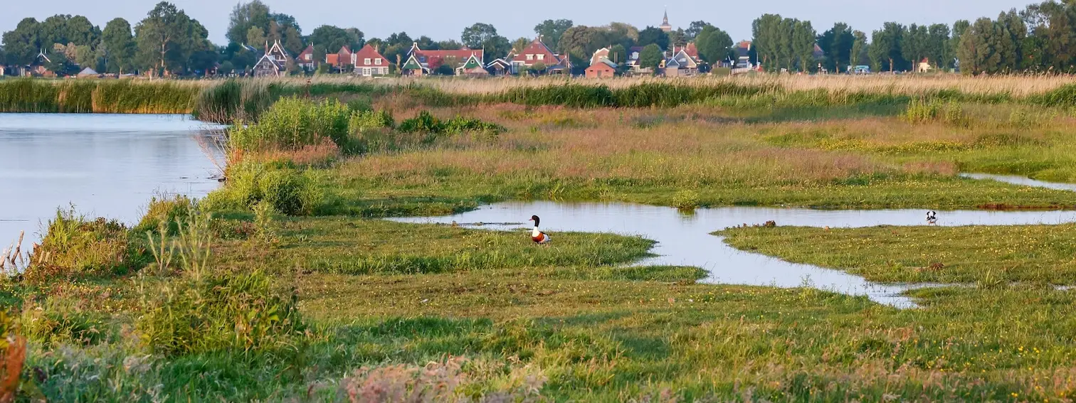 Vaarexcursie naar moerasland en trilveen in de Eilandspolder