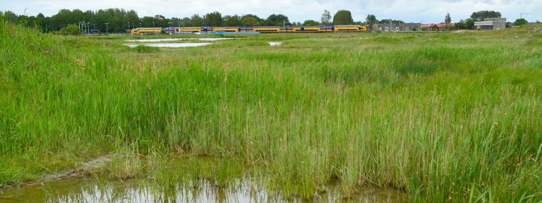 Bloemen, vogels en vlinders in Nollen-Zuid bij Den Helder