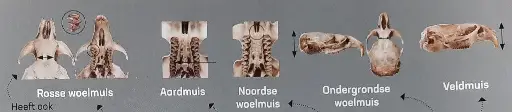 Woelmuizen pluizen