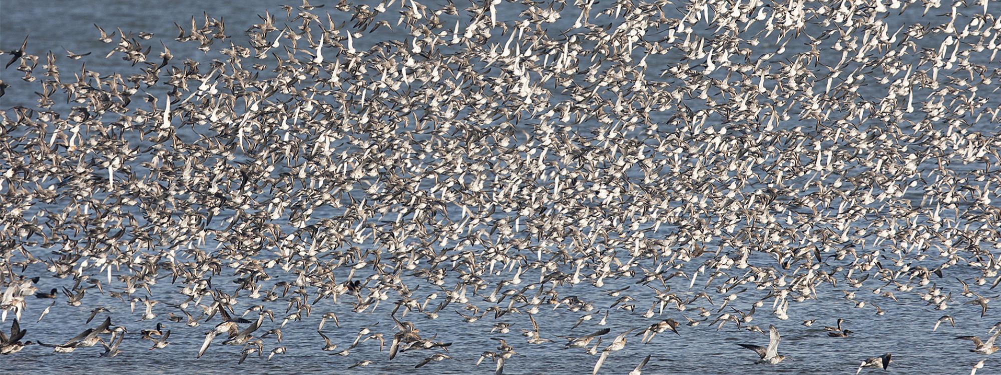 Vogels in de zomer op Balgzand