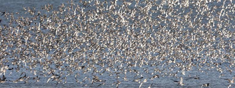 Vogels in de zomer op Balgzand