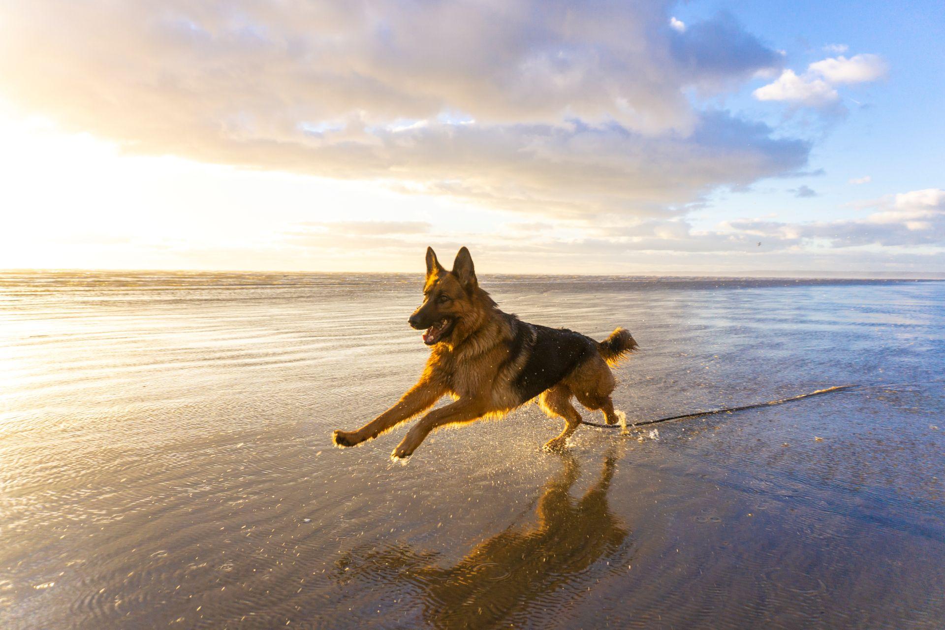 Dogtober@Sea