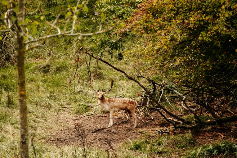 Wildwandeling met gids
