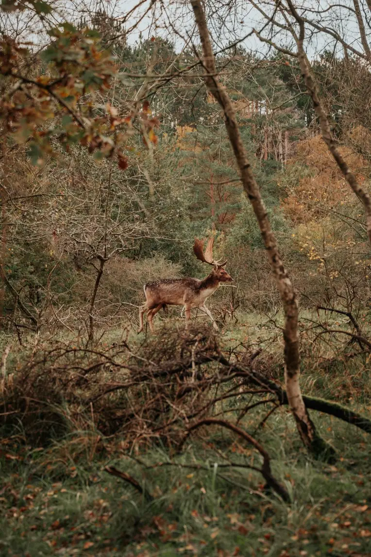 Wildwandeling met gids