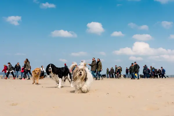 Dierenwinkel Zandvoort