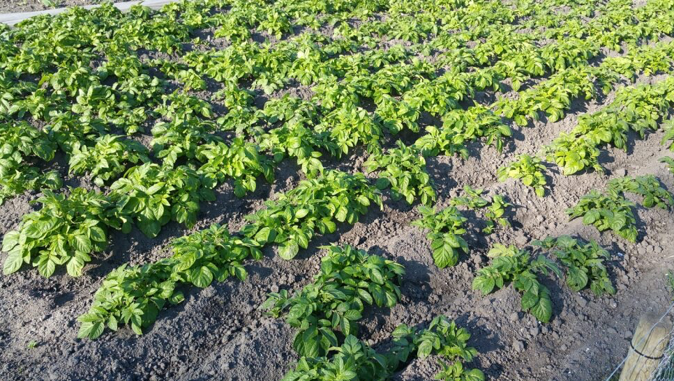 Aardappelen