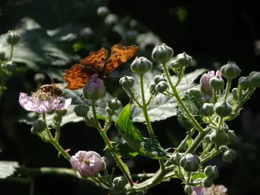 Hoe meet je de biodiversiteit?