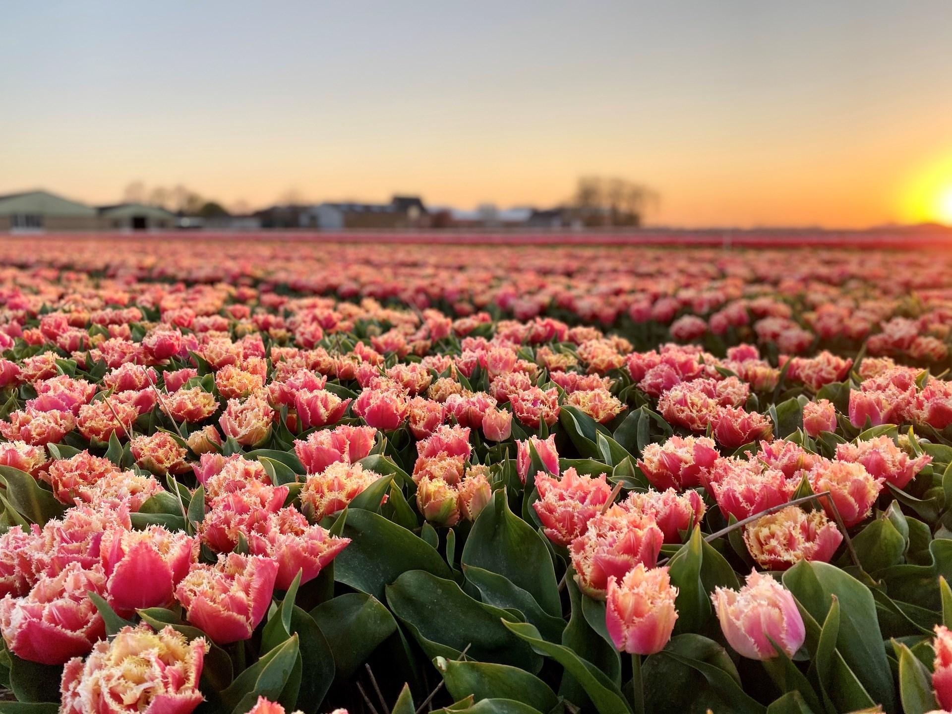 Flower bulb route