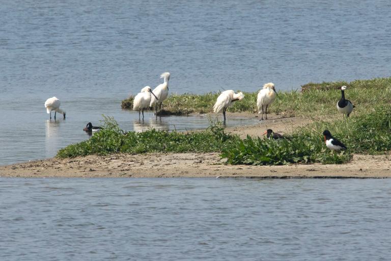 Trekvogels spotten op Balgzand