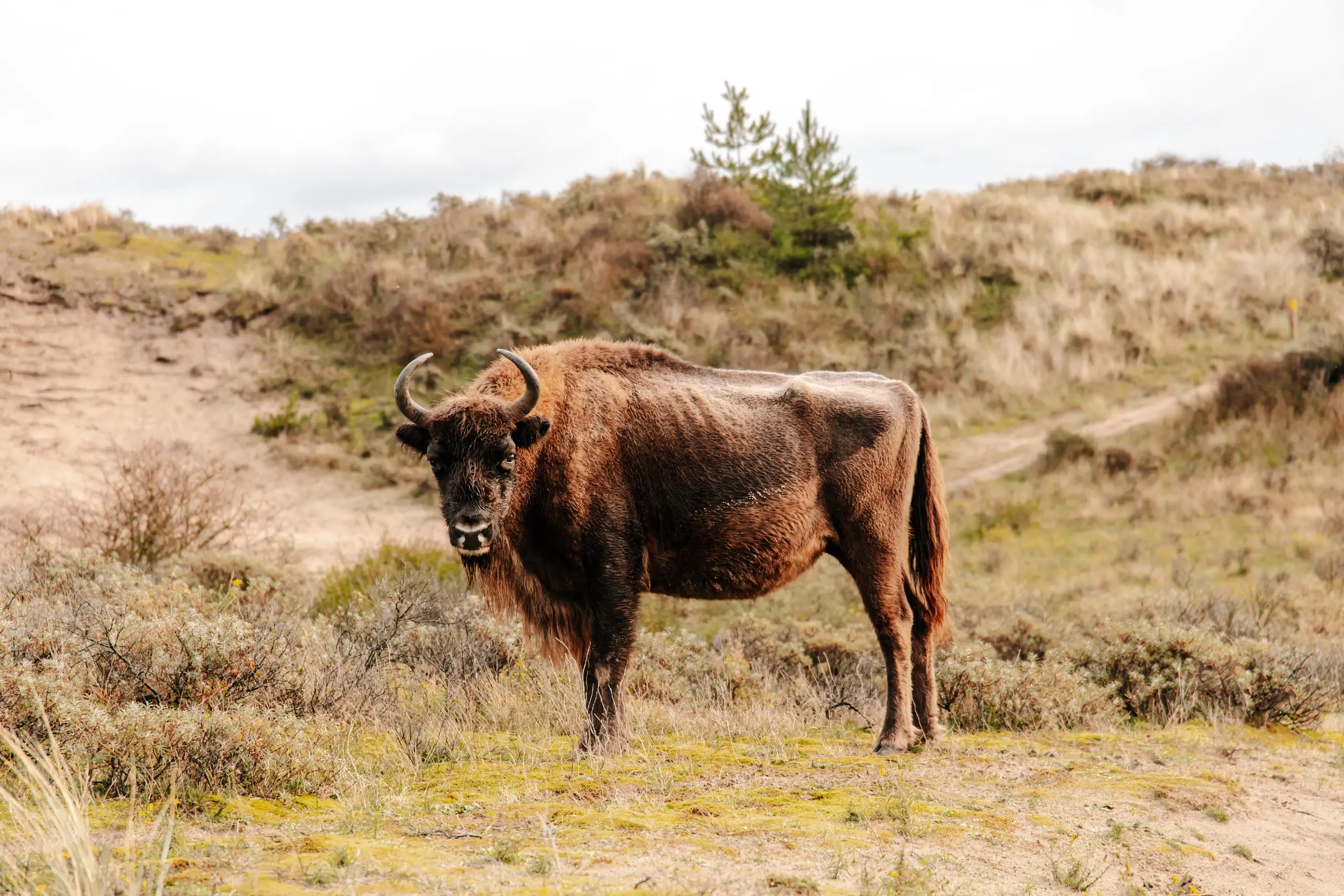 Wisent in Zandvoort