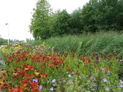 Photo of Rare Jongens