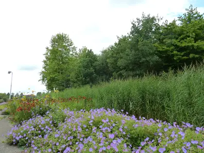 Photo of Rare Jongens