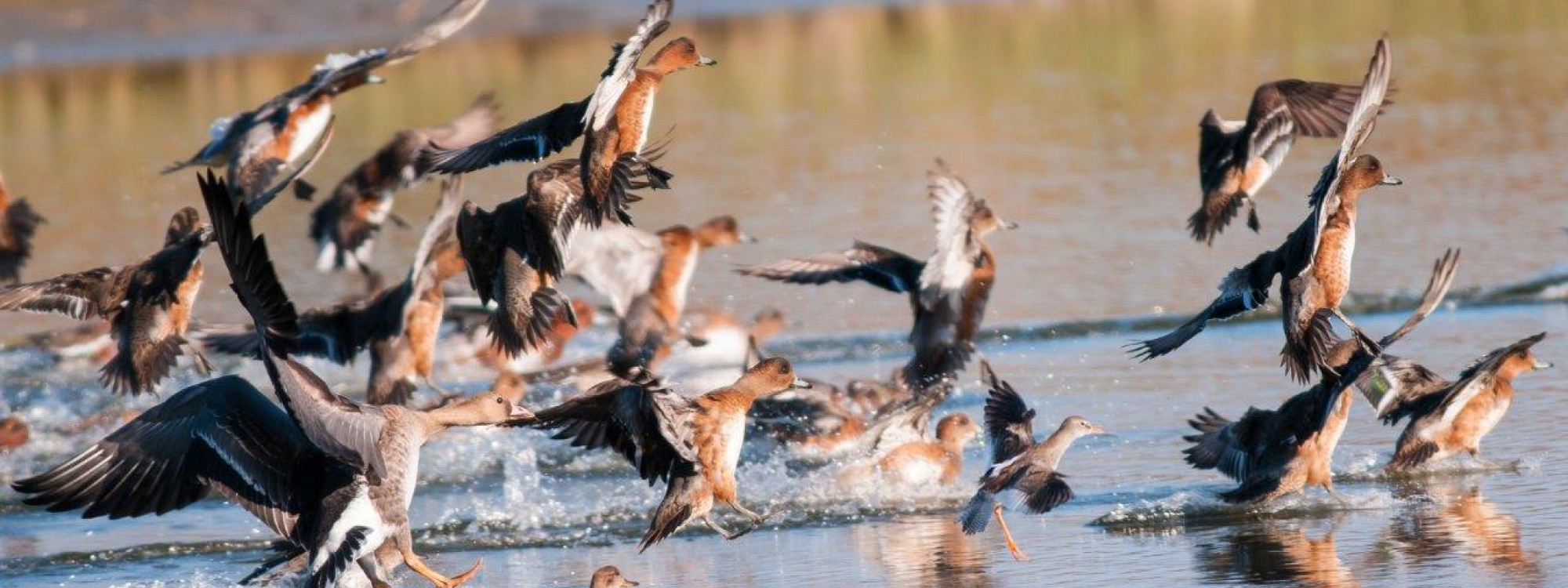 Wintergasten in de Eilandspolder
