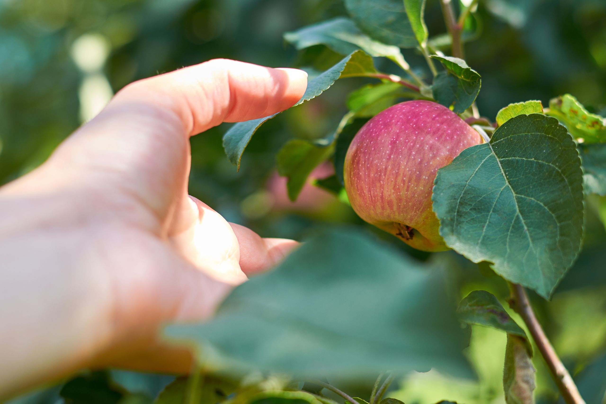 Zelf Wellant-appels plukken