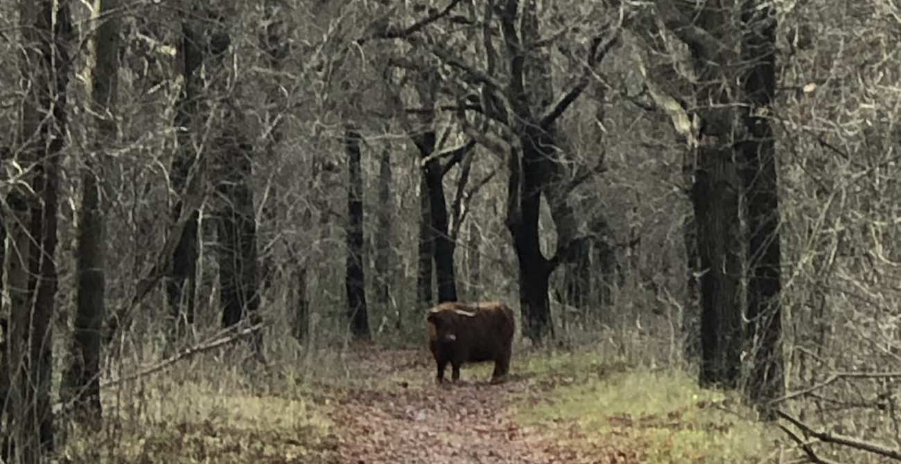 Winter wandeltocht