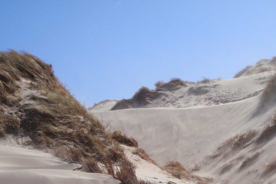 Voor scholen: Dichten in de Schoorlse Duinen