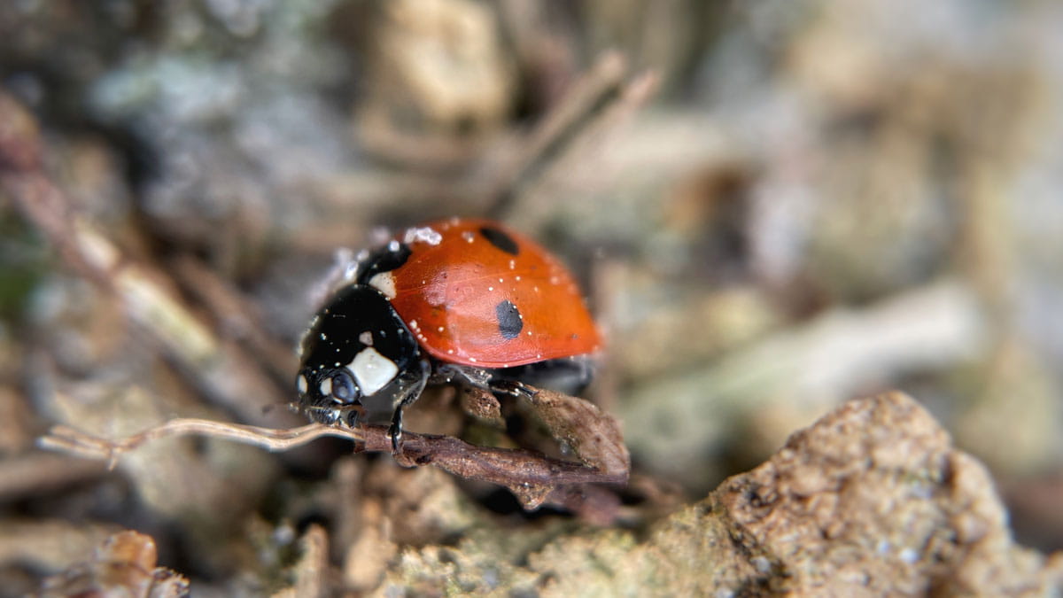 Fotografie met je smartphone Schoorlse Duinen