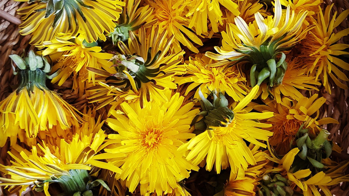 (On)kruidenwandeling Schoorlse duinen