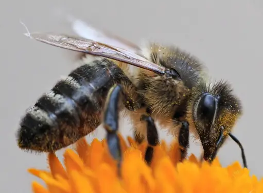 Inheemse Zwarte Bijencafé
