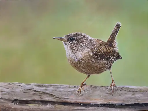 Kunst in Zuid – schilderijen in beeld