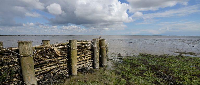 Vroege vogels excursie op het Wad bij Balgzand