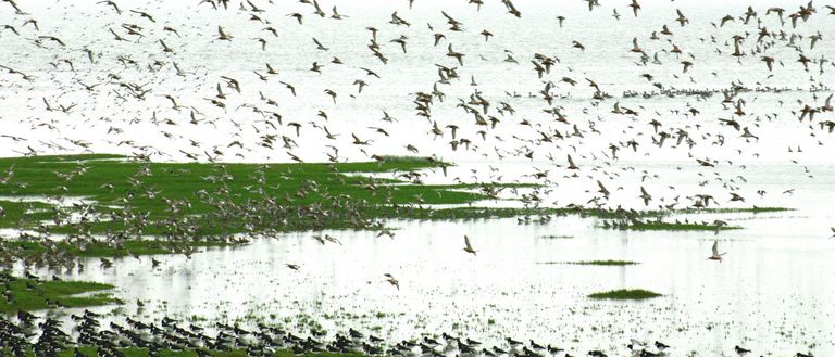 Spot de eerste trekvogels op het Wad bij Balgzand