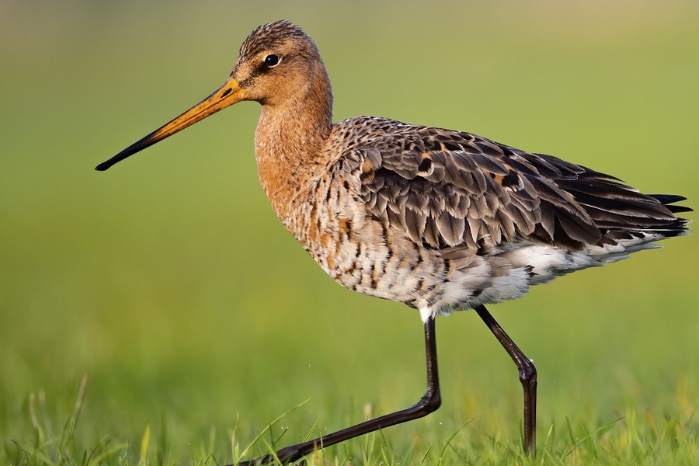 Weidevogels in de Eilandspolder