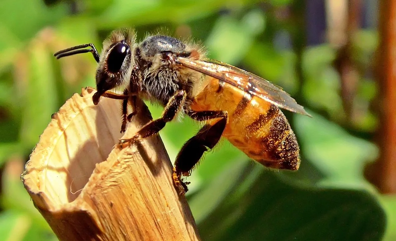 Lezing over wilde bijen