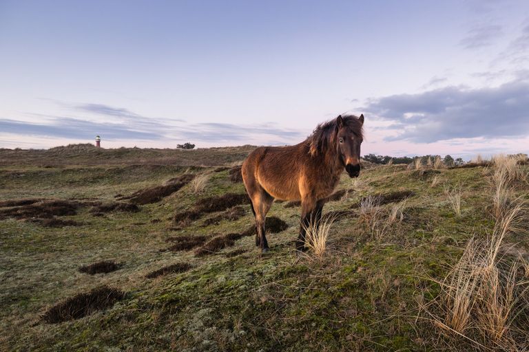 Fotozwerftocht door de Grafelijkheidsduinen