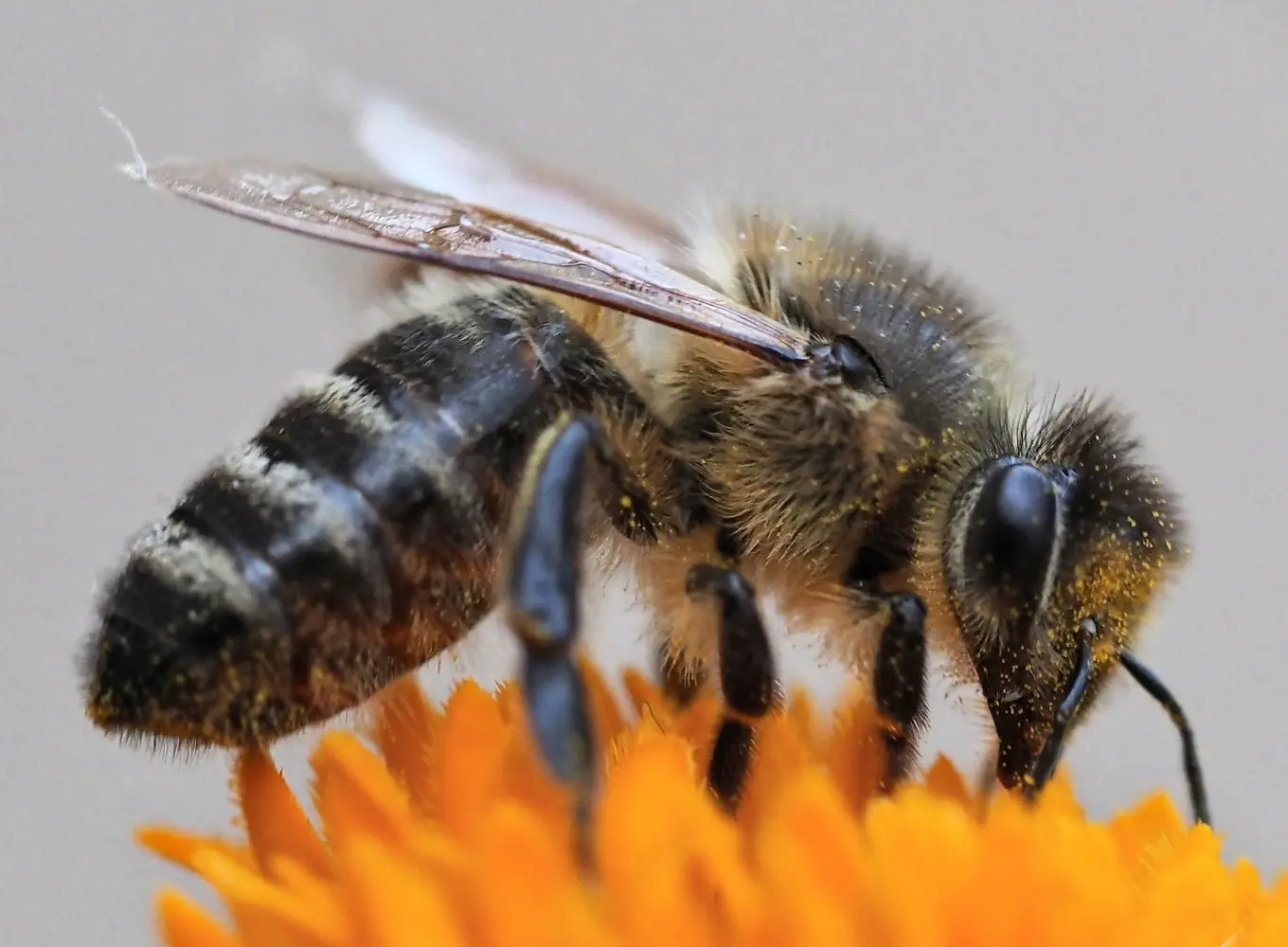 Themacafé zwarte honingbij