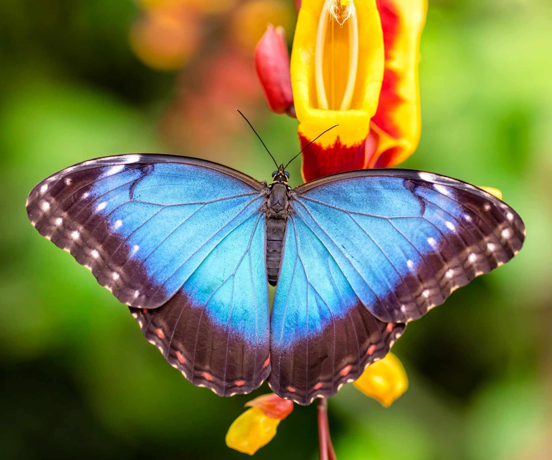 Vlindertuin Vlindorado