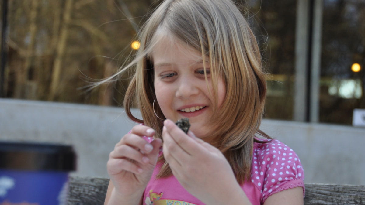 Uilenbal pluizen in de Schoorlse Duinen