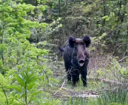 Dauwtrappen voor avondmensen